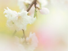 やさしさに包まれたなら