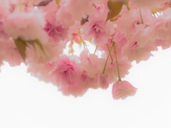 チェリーブロッサム