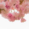 チェリーブロッサム