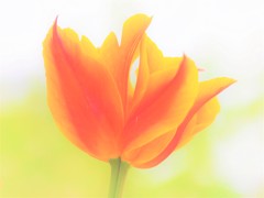 青春の思い出