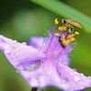 雨があがって