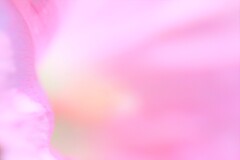 優しい顔