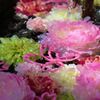 花水喜