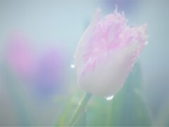 雨上がりにおはよう！