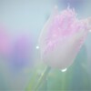 雨上がりにおはよう！