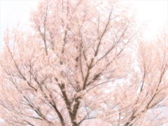 桜ー出会いー