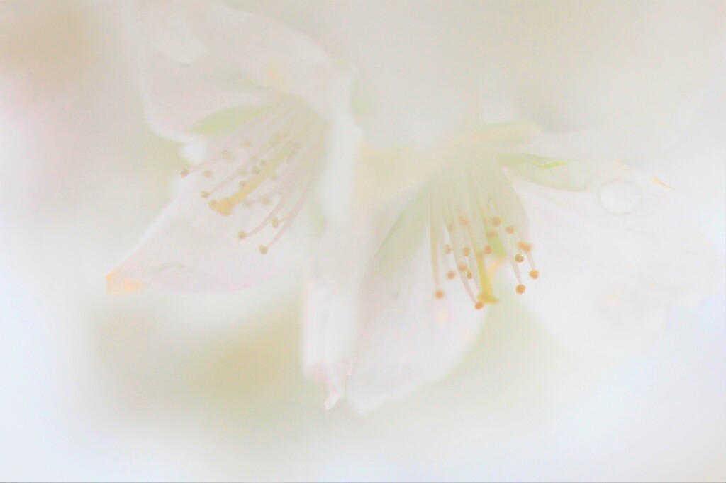 雪の華