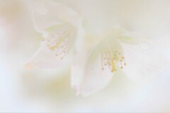 雪の華