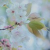 SAKURAクールビューティー