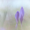 春を描く