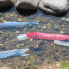 水を得て
