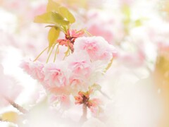 サクラシフォン