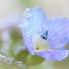 果樹園に咲く愛