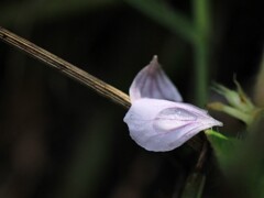 ひとひらの雫