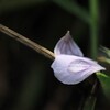 ひとひらの雫