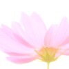 おぼろげな記憶