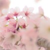サクラプリンセス