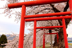 朱色の桜