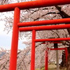 朱色の桜