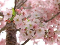 春爛漫
