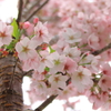 春爛漫