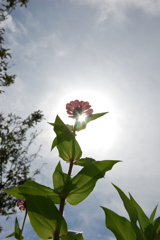 高嶺の花