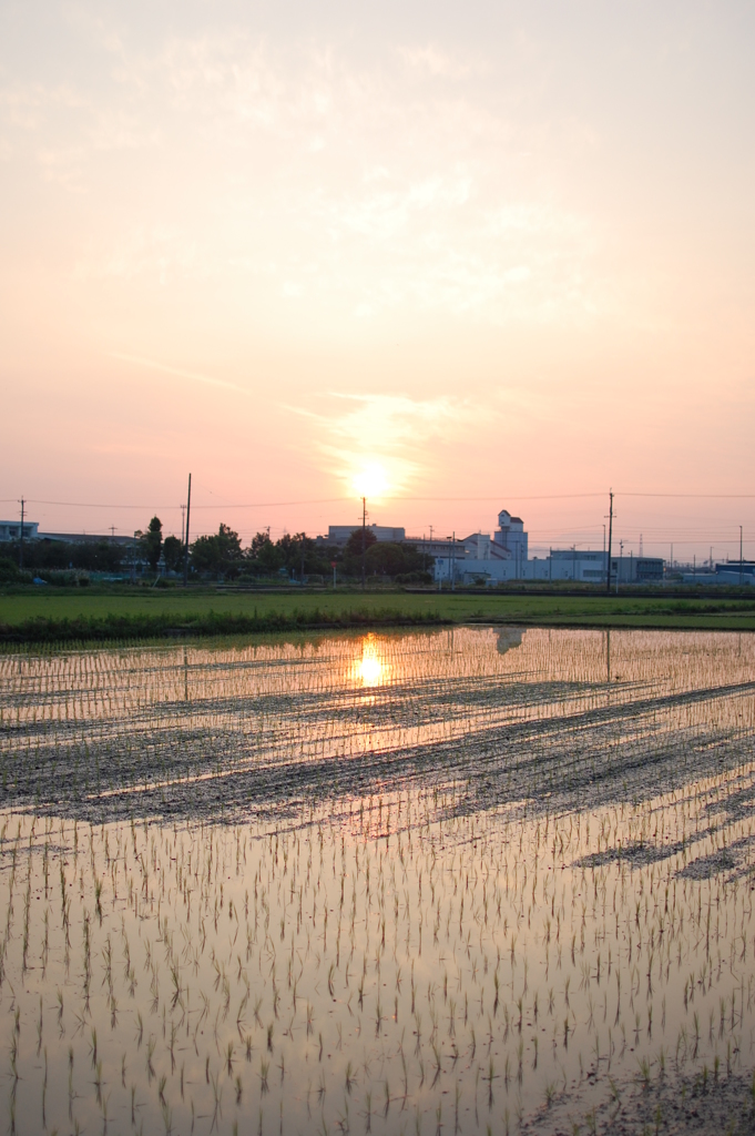 白熱「夏至祭り」