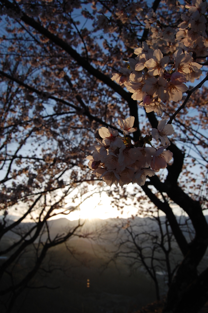 朝日を受ける桜