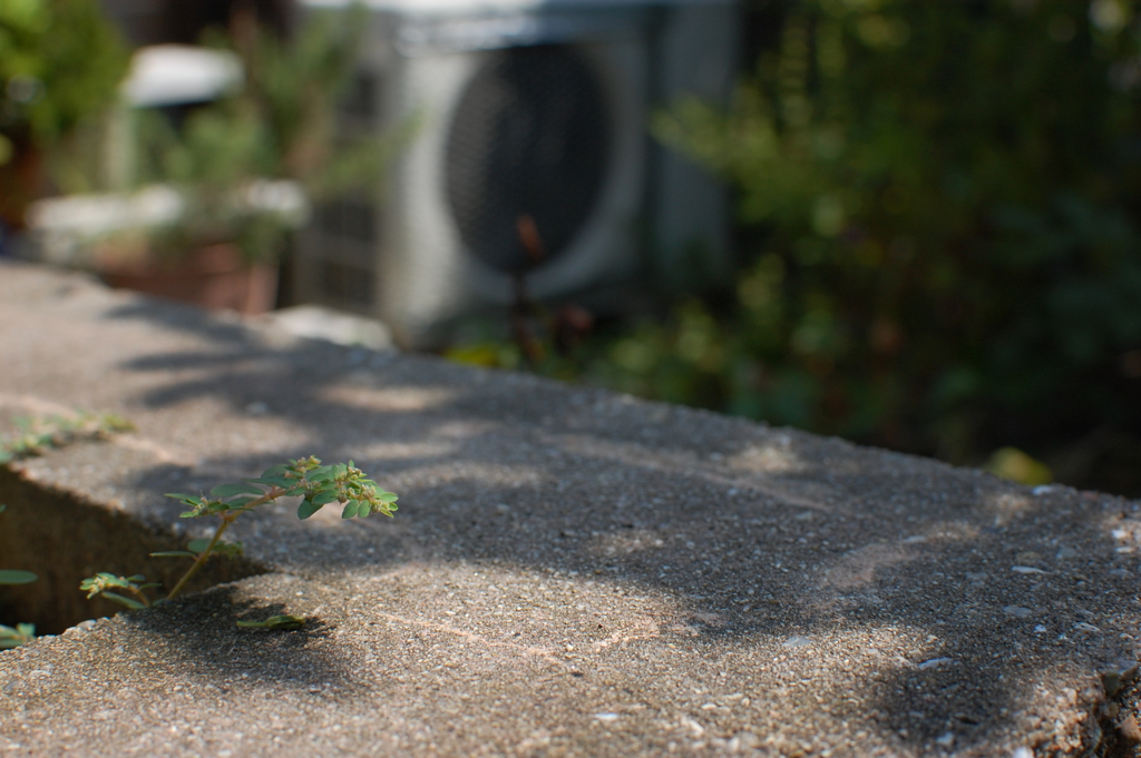 日陰求める夏の草
