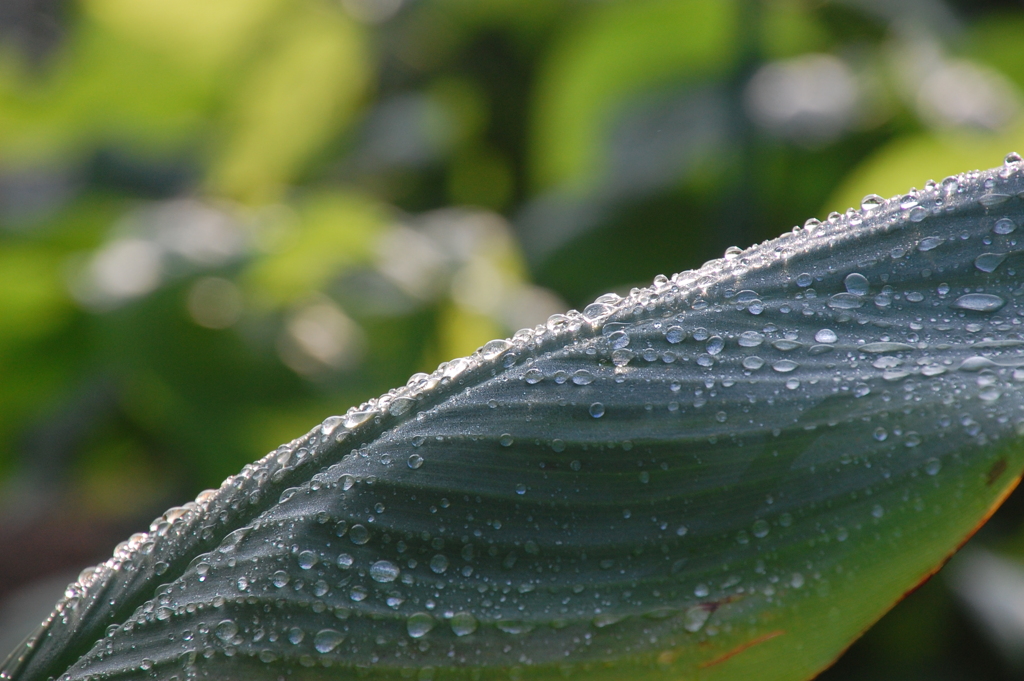 一雨ごとに爽やかに