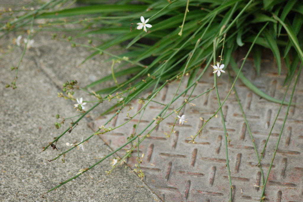 のびのびやれば　いいんじゃない？