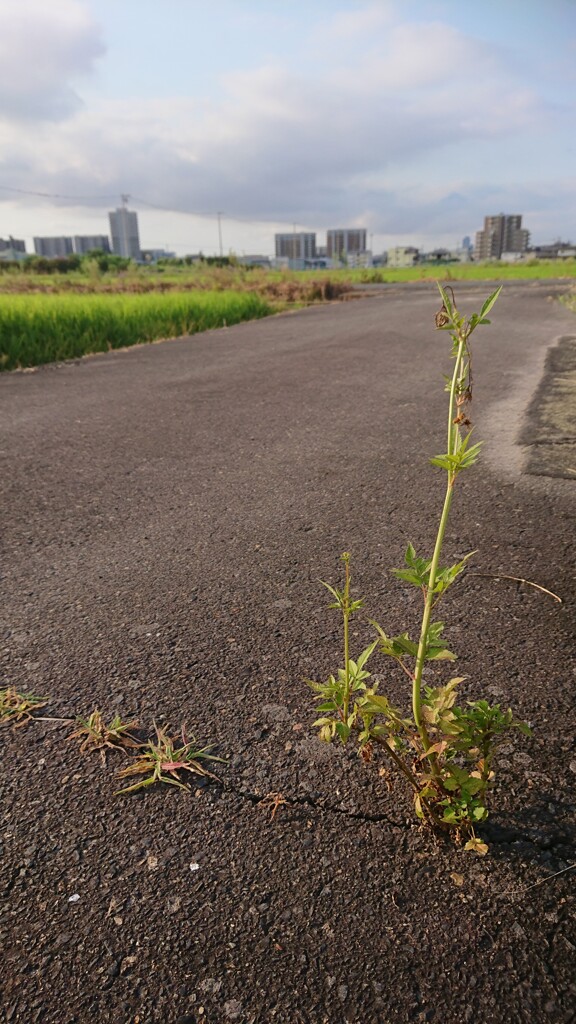 根性の評価