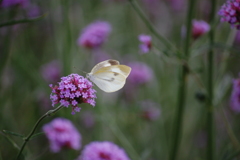 お気に入りの花