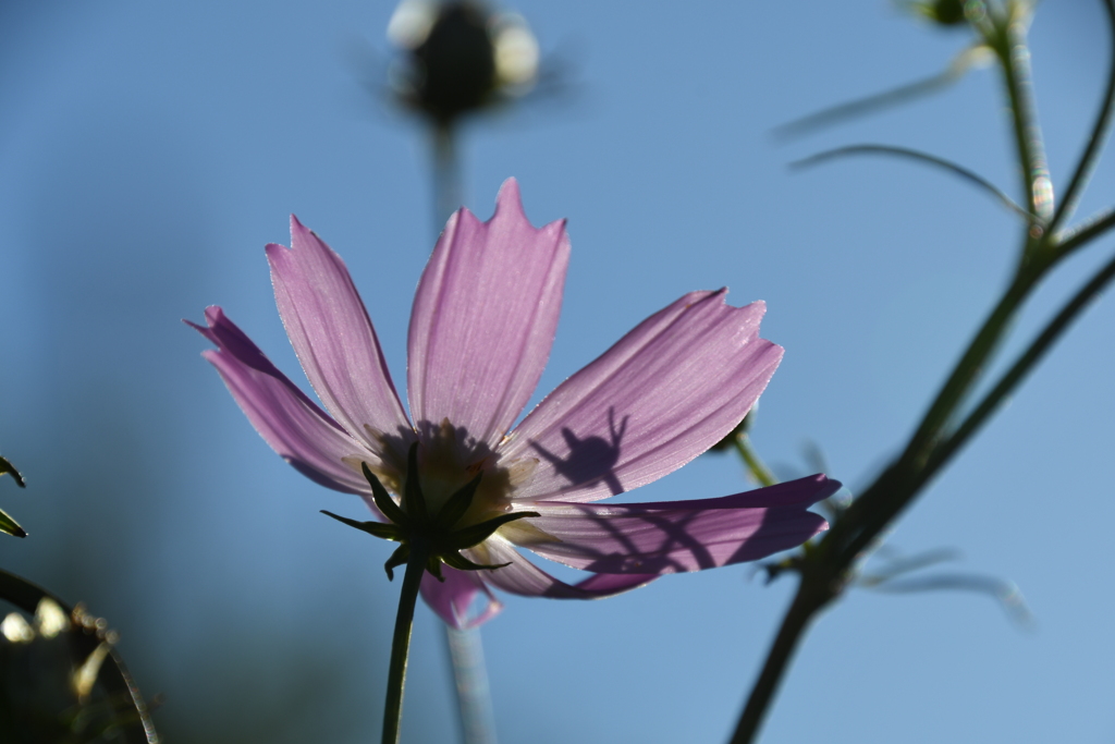 一つの花