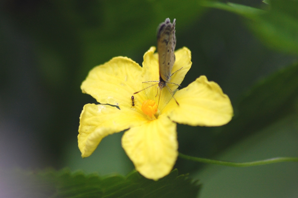 一つの花を前にして