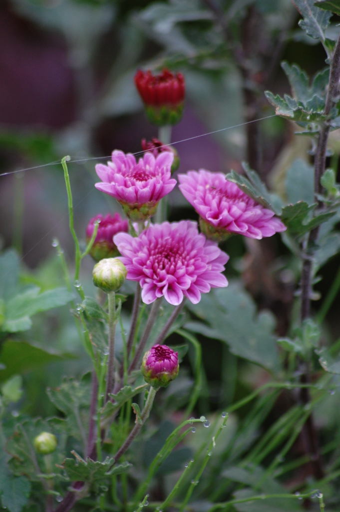 なにこの糸～？