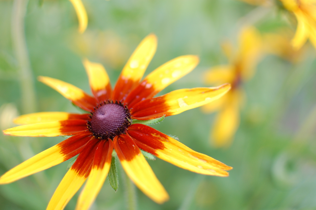雨上がり　畑のお日様
