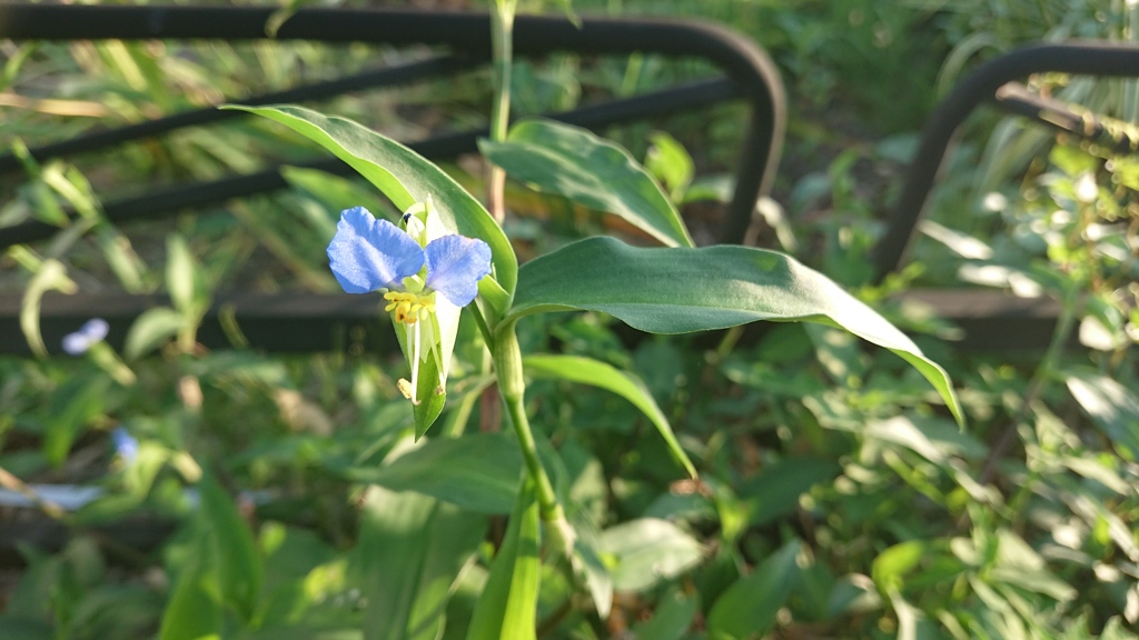 構えの型「露草」