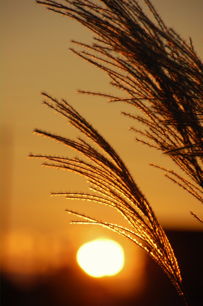 夕日に手をかざす