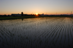 まだ眠い植田をつつき起こす朝