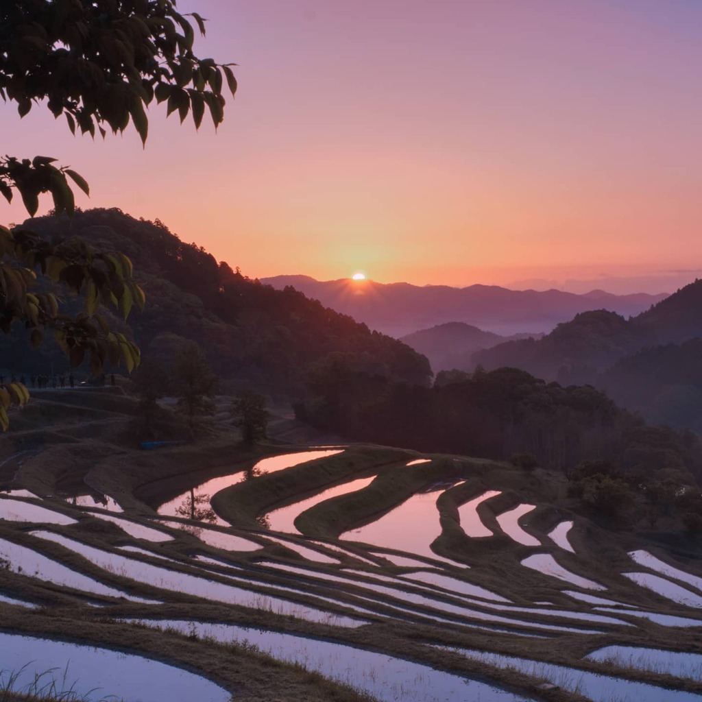 大山千枚田の朝焼け