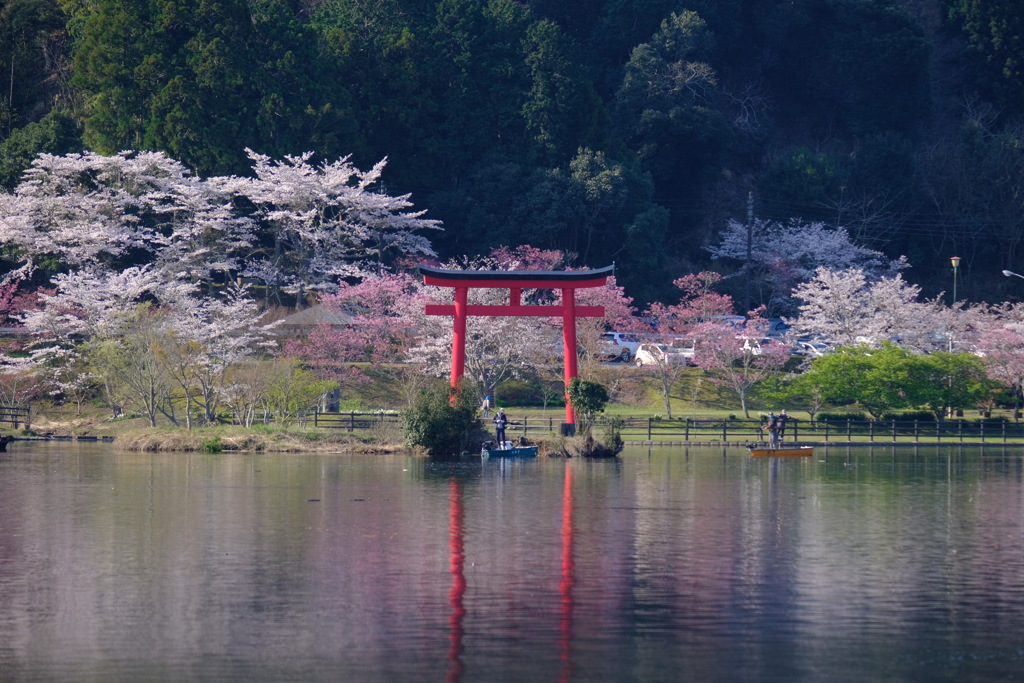 亀山湖の桜