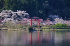 亀山湖の桜