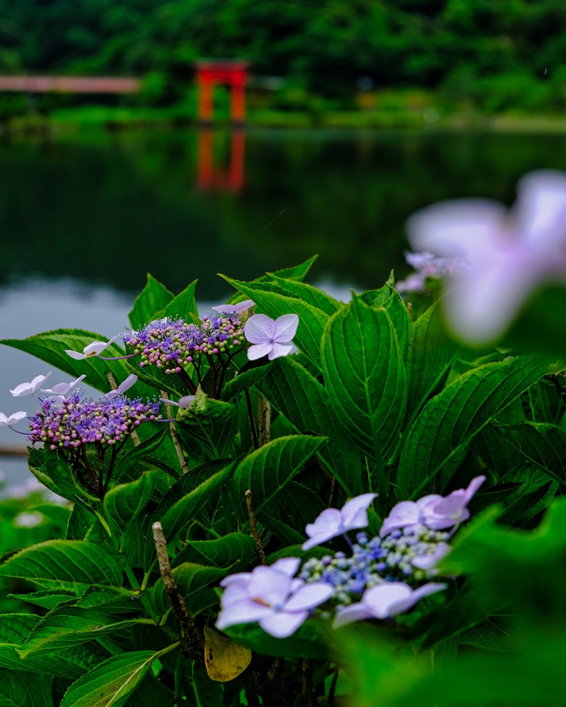 亀山湖の紫陽花