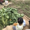 あけぼの大豆狩り
