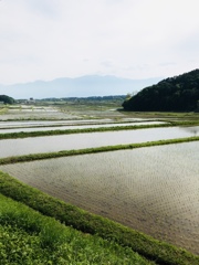 春棚田