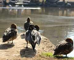 公園の池を眺める鳥たち