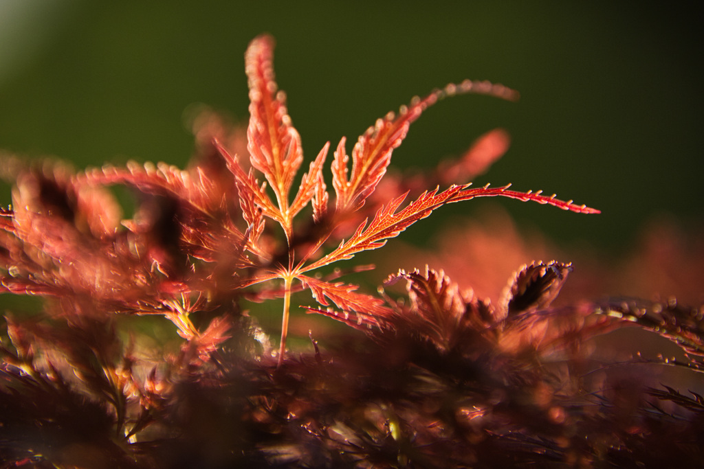 山紅葉２