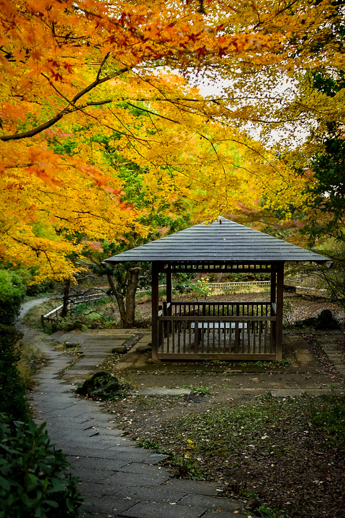 紅葉