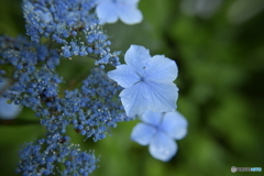 紫陽花